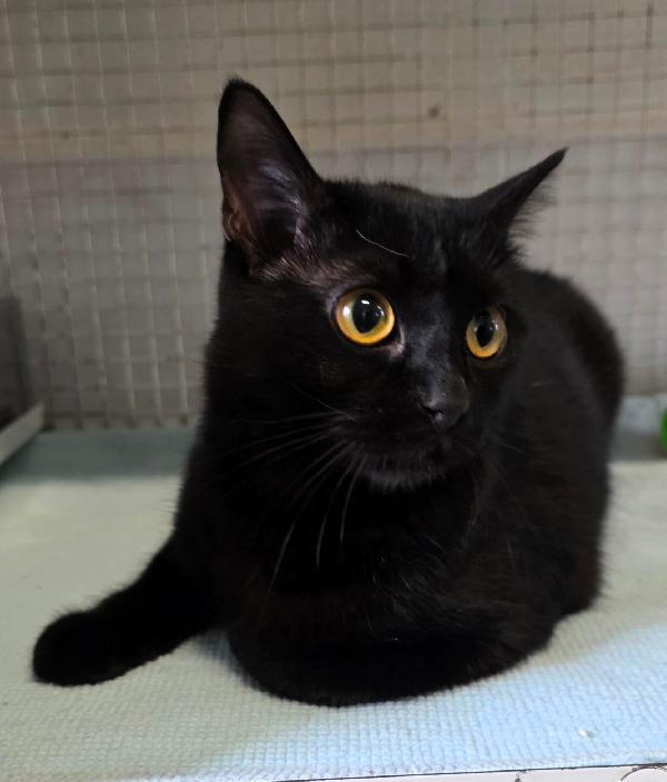 TANIA GATTINA  Foto 3